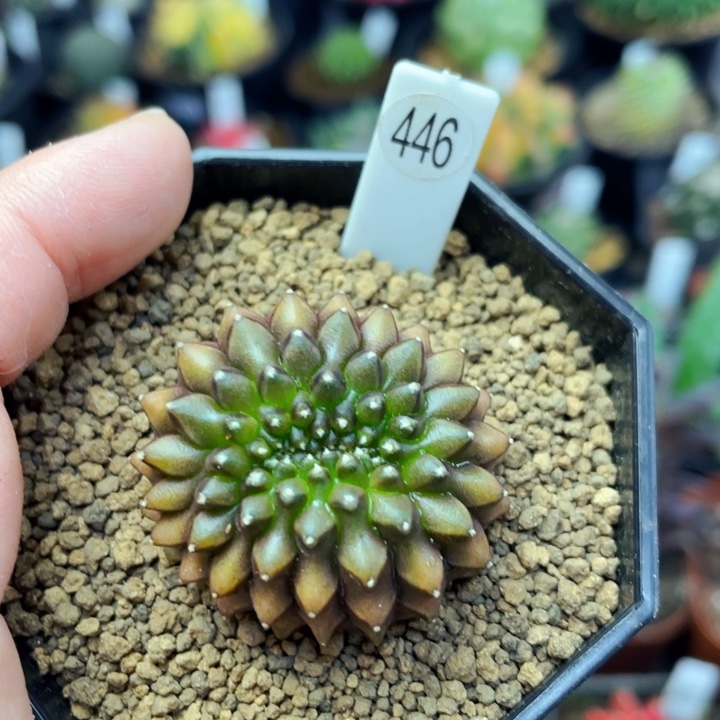 非偏远地区满25包邮仙人球