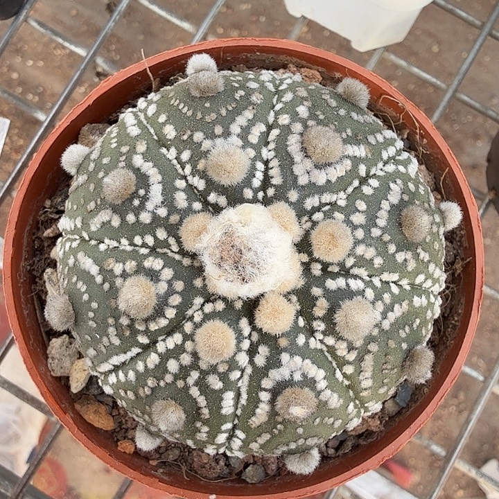 实生大兜单头6仙人球