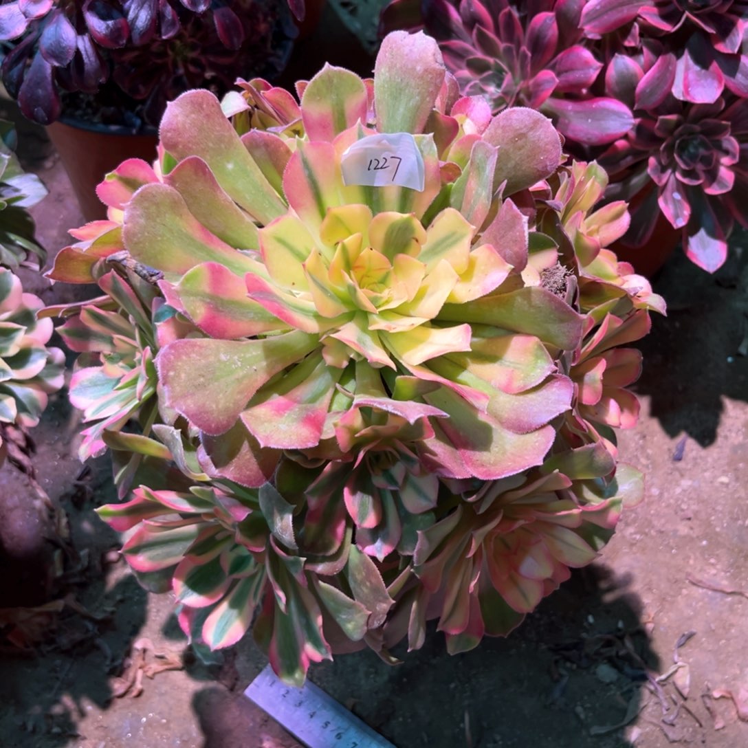 多肉植物香妃1227