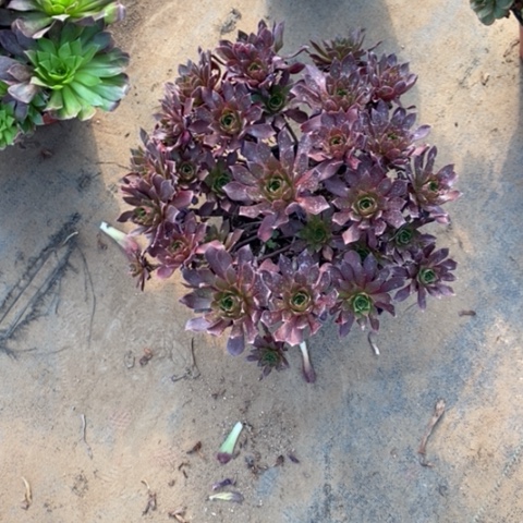 凤凰11多肉植物法师