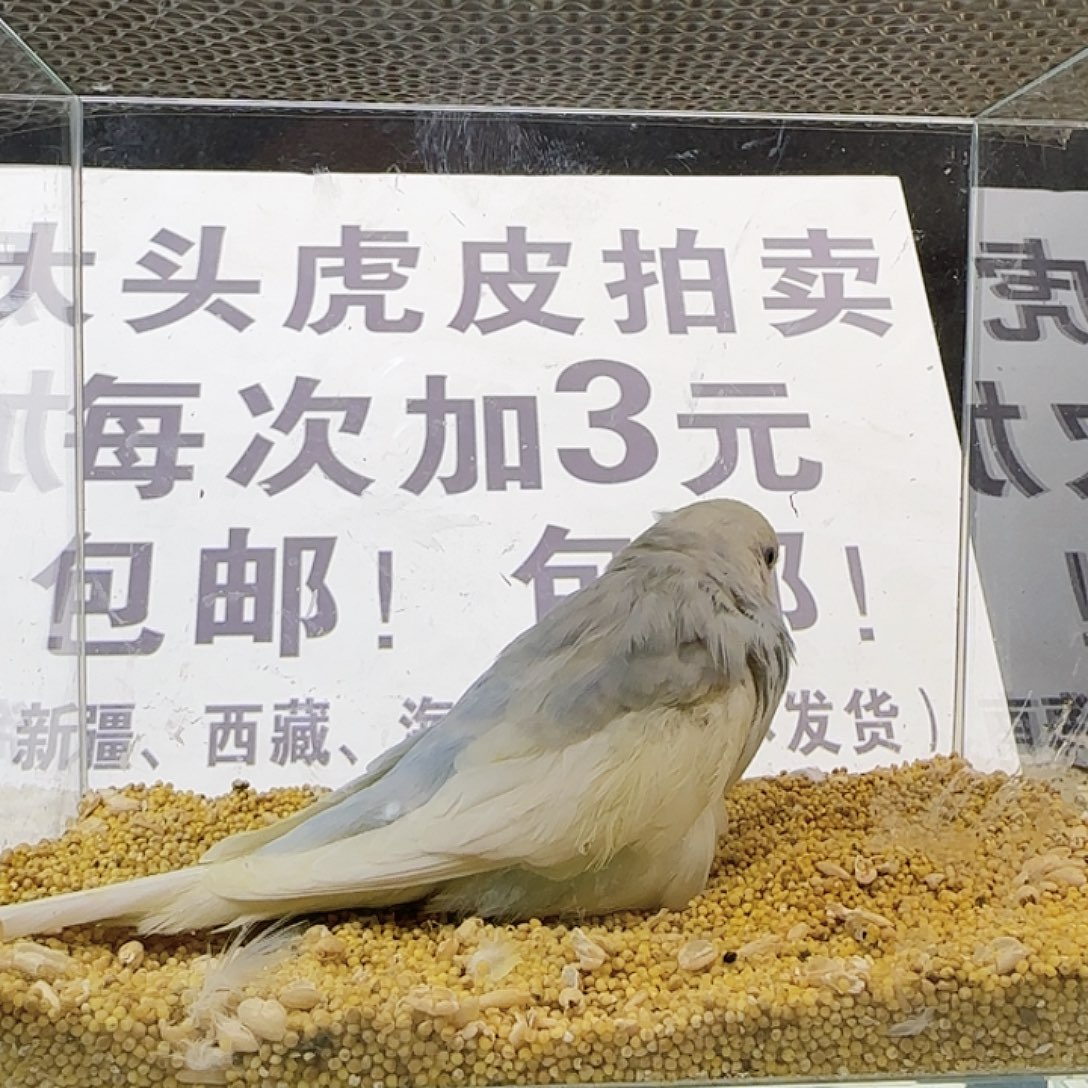 虎皮鹦鹉大头鹦鹉