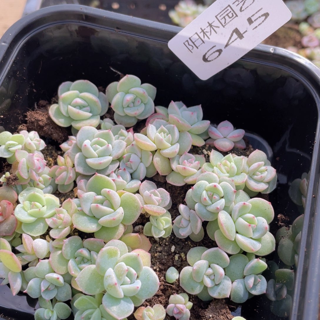 多肉植物多肉植物645