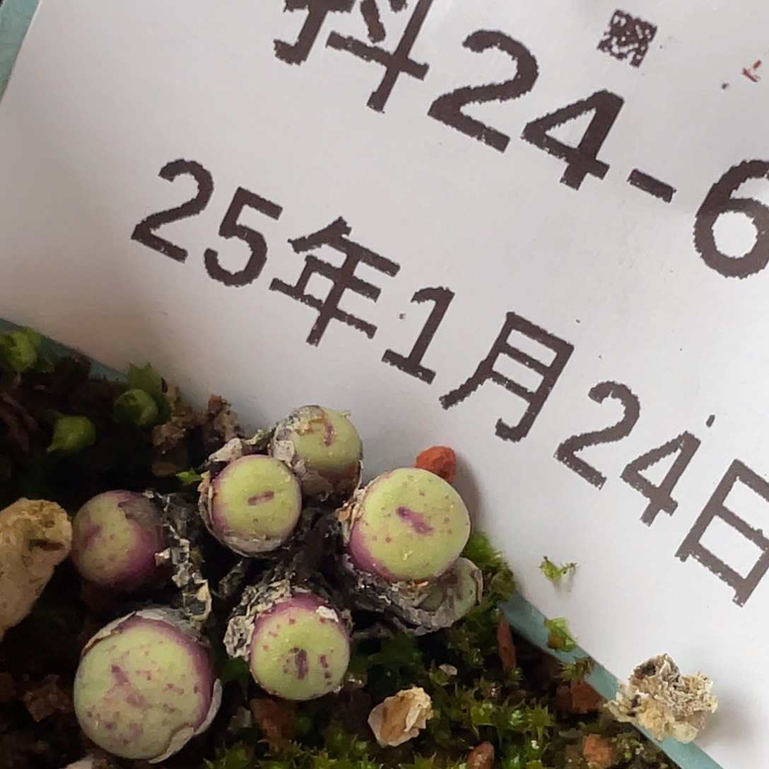 24-67嘴多肉植物