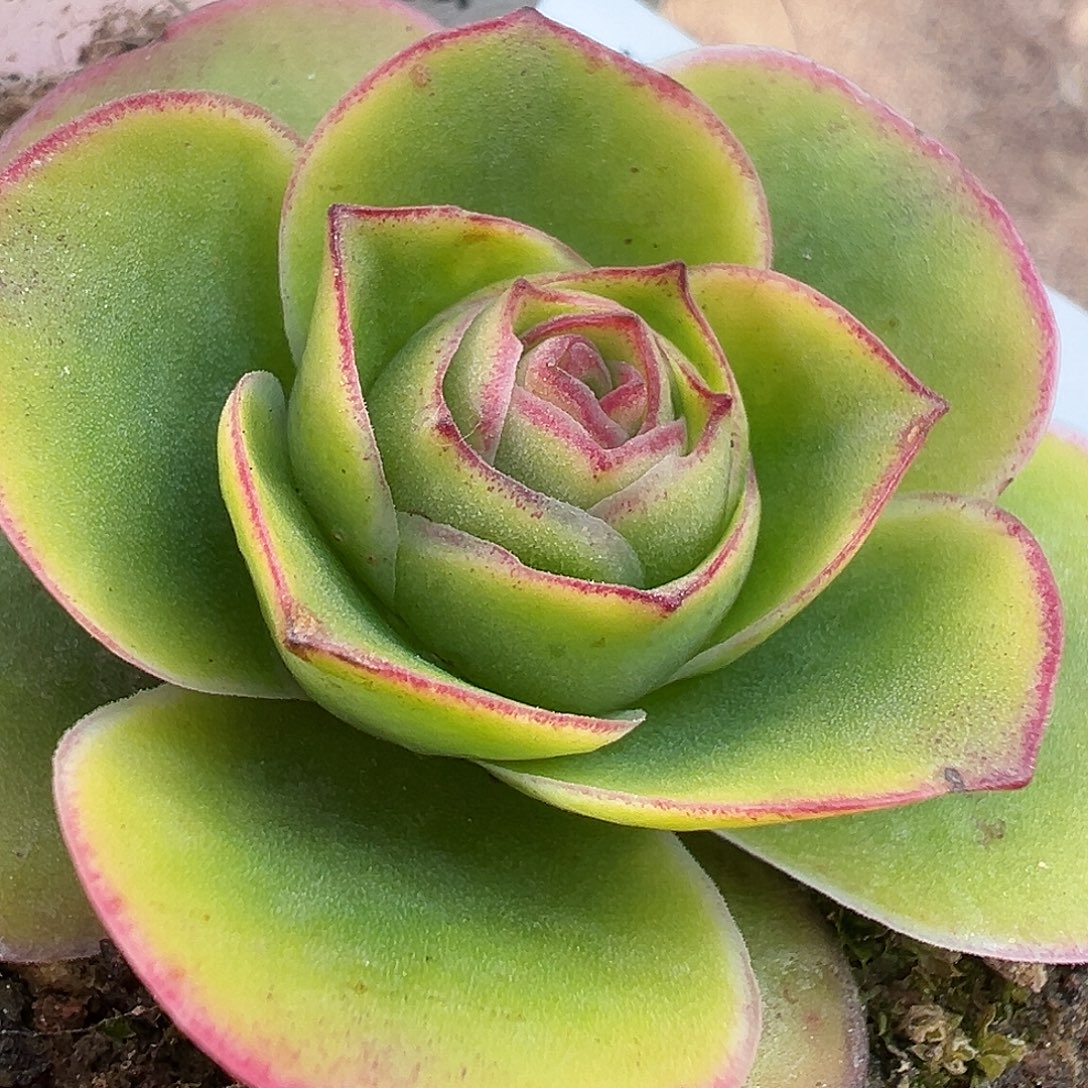 糖糖083 紫莜晶钻若初 开播福利