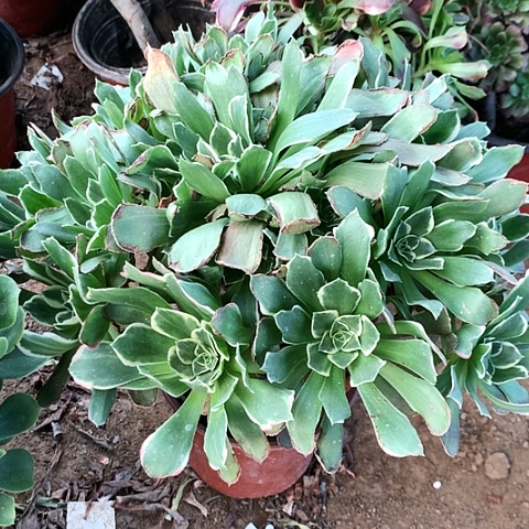 雨花石玫瑰玫瑰玫瑰