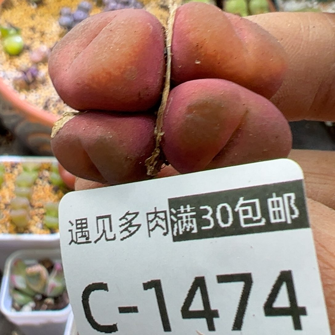多肉植物111111111111