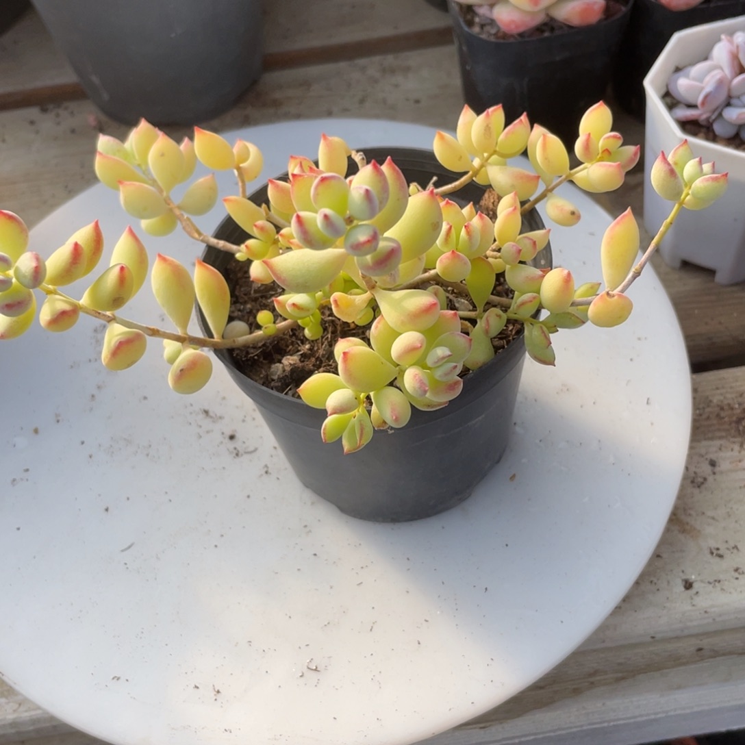 2407  达摩福娘  六月六