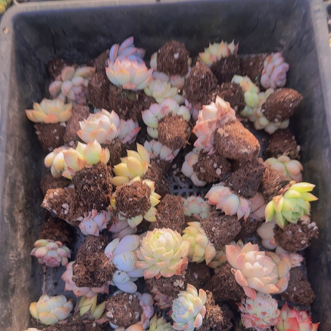 整箱保底50颗以上