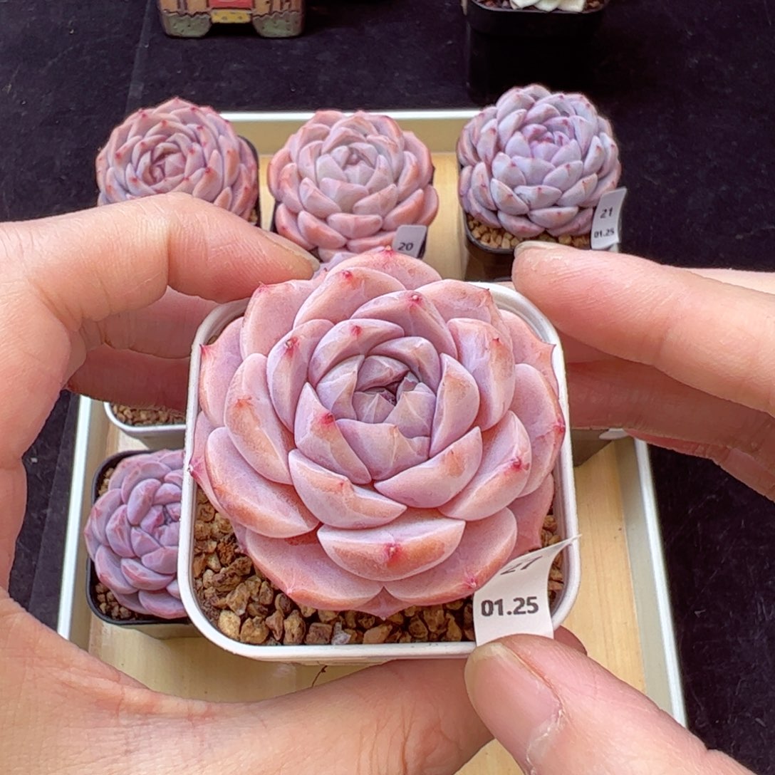 冰魄27、哈哈哈哈