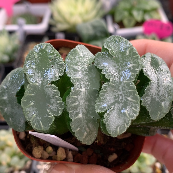 猛犸玉扇带盆土发货