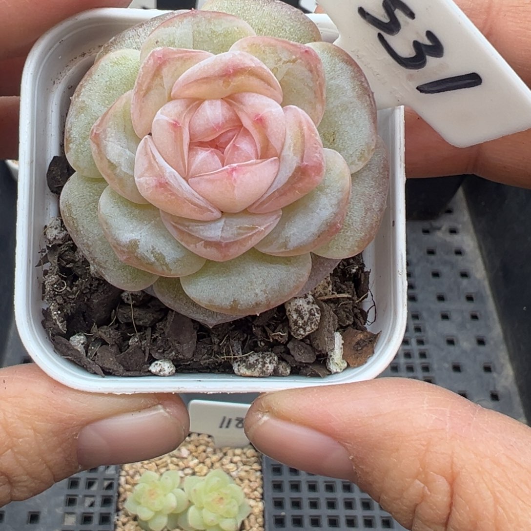 微***️531号海棠晗雨多肉植物