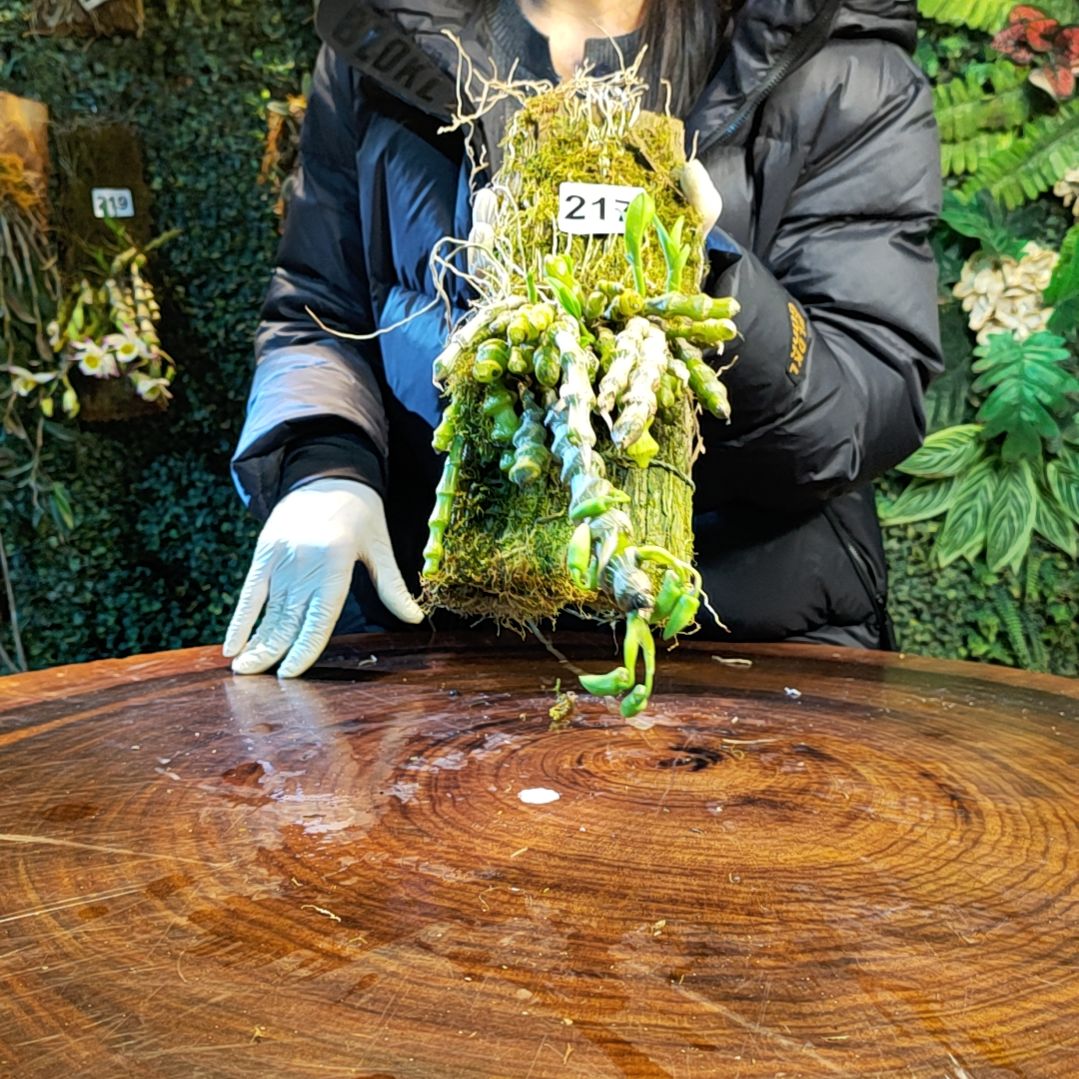 【闪购商品】半*闲217肿节花