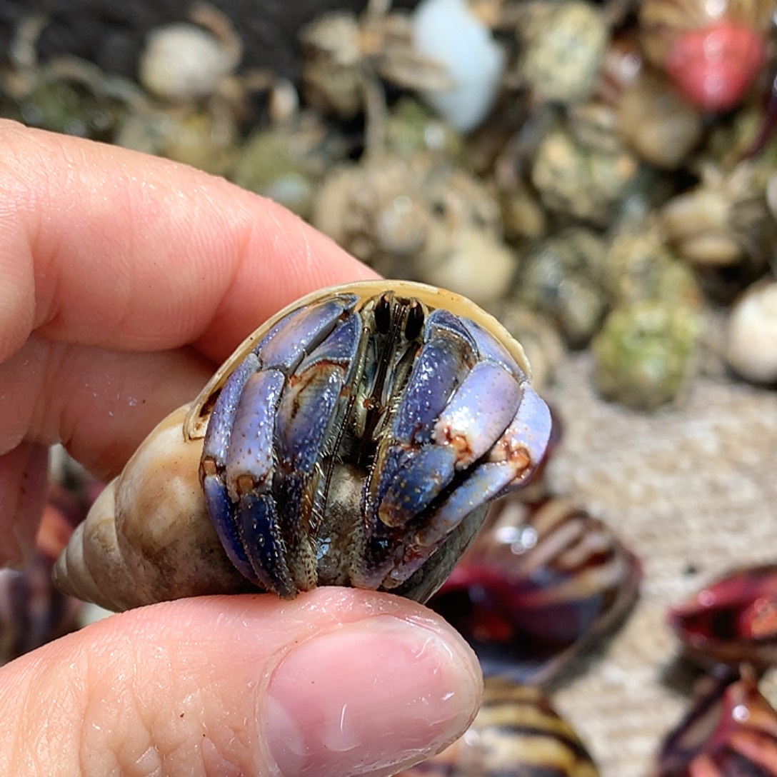 2.2口径奔跑的寄居蟹22号