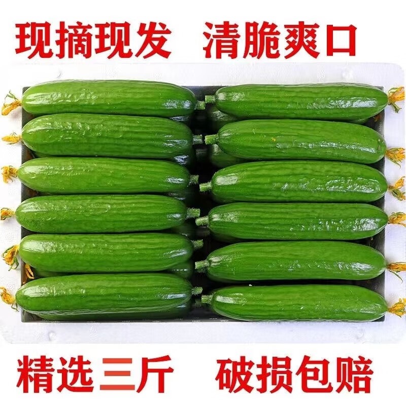 山东新鲜水果小黄瓜现摘现发脆嫩无刺生吃爽口
