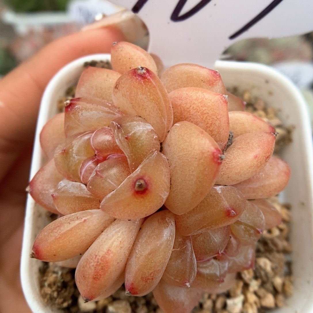 金雀群生可拍967号。