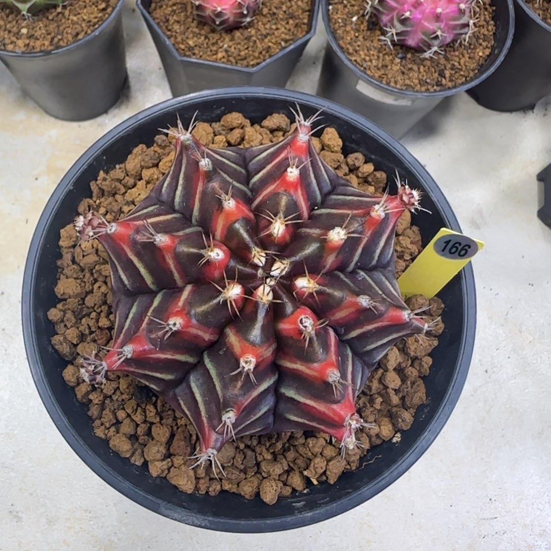 166号泰系实生乌贼B