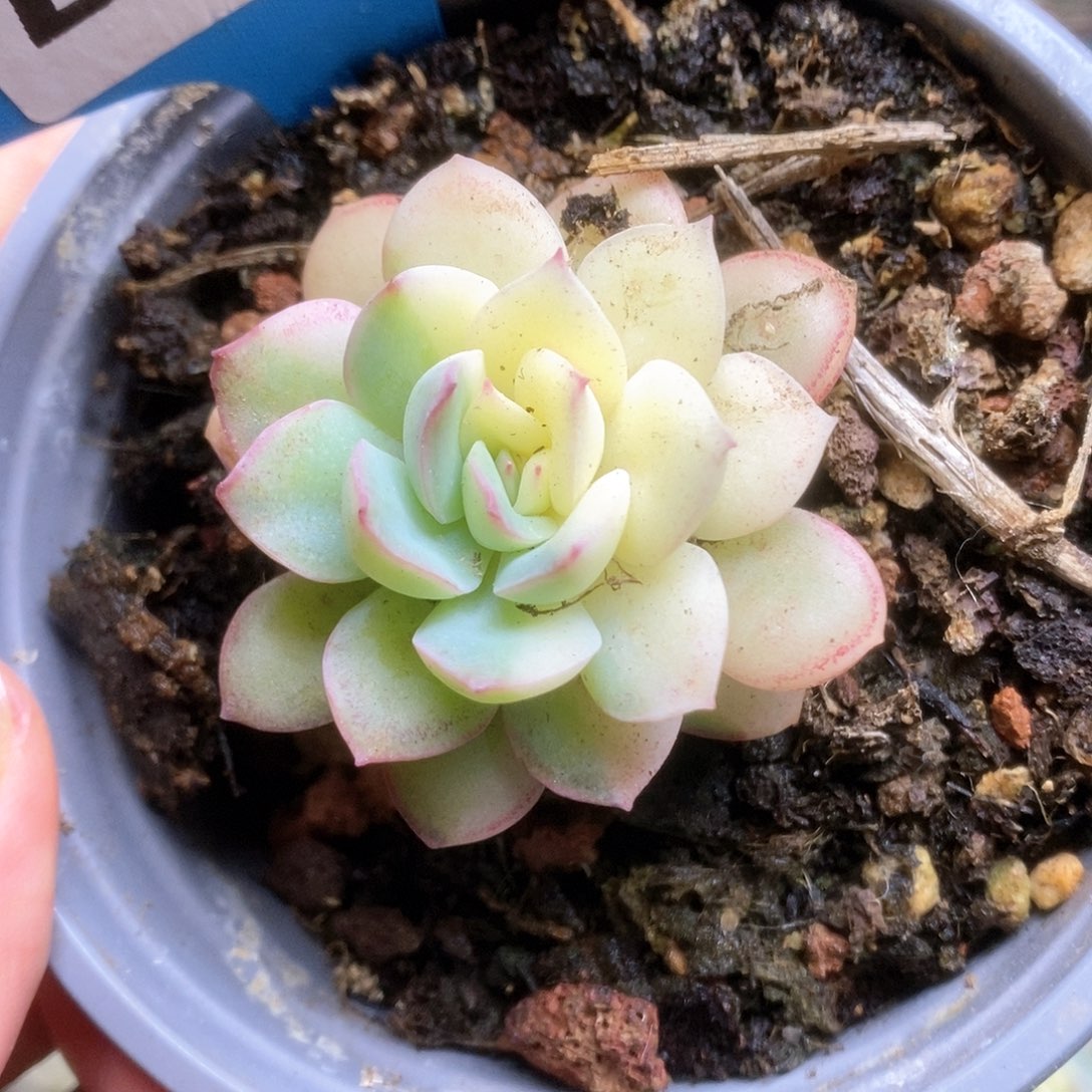 118雨燕座锦锦锦锦锦锦锦