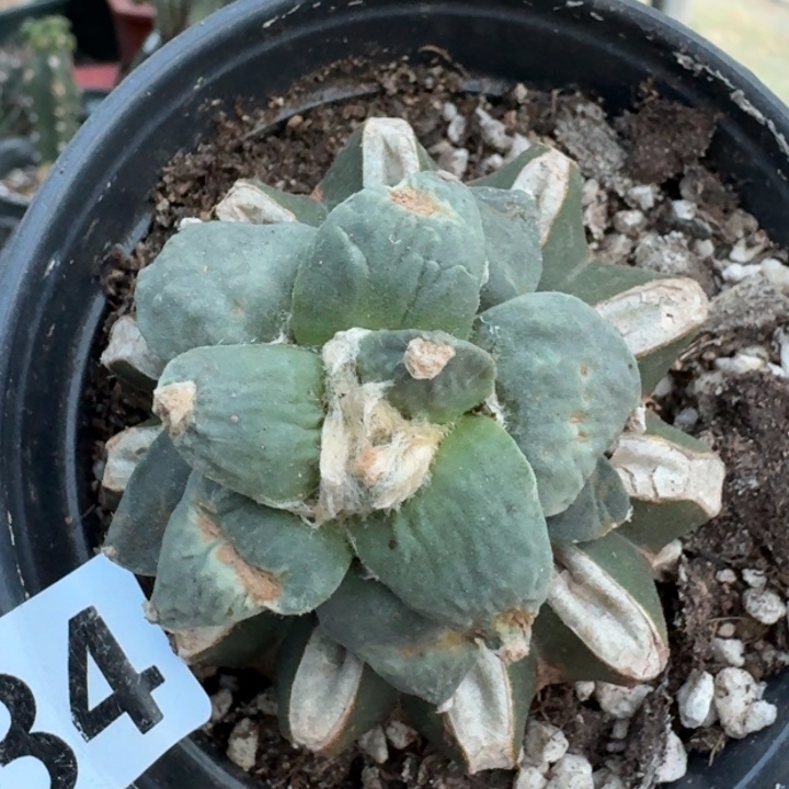 【闪购商品】无花朵?****?怒涛234