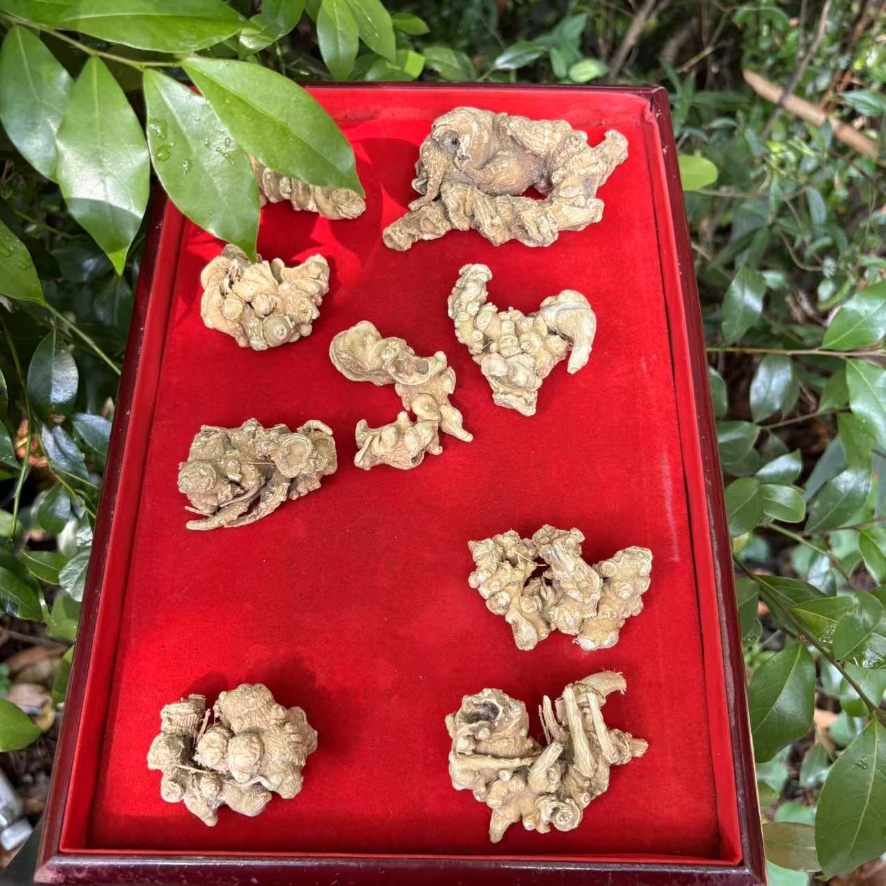 1【天-王-参】净含量100g-1000g【小邵现收】