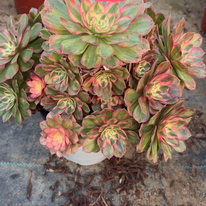 火龙果多肉法师不包损63