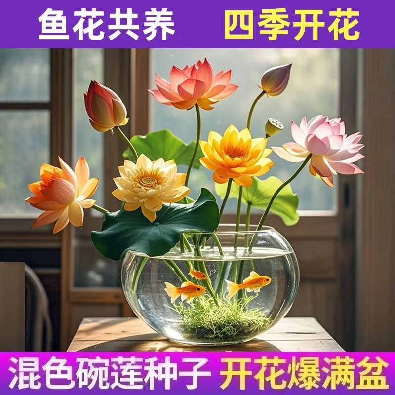 新疆西藏包邮碗莲种七彩五颜六色水培花卉水养四季莲花荷花种绿植