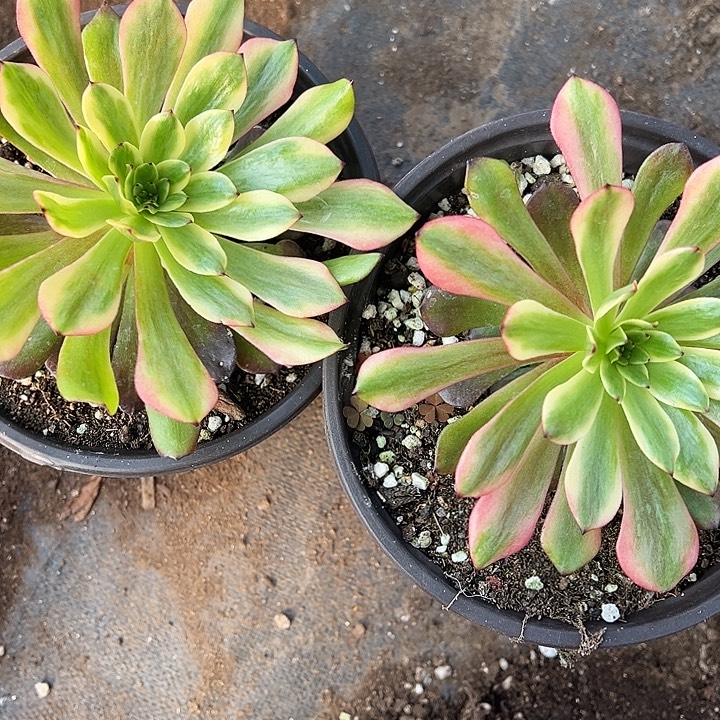 婷***婷多肉植物游画不售后