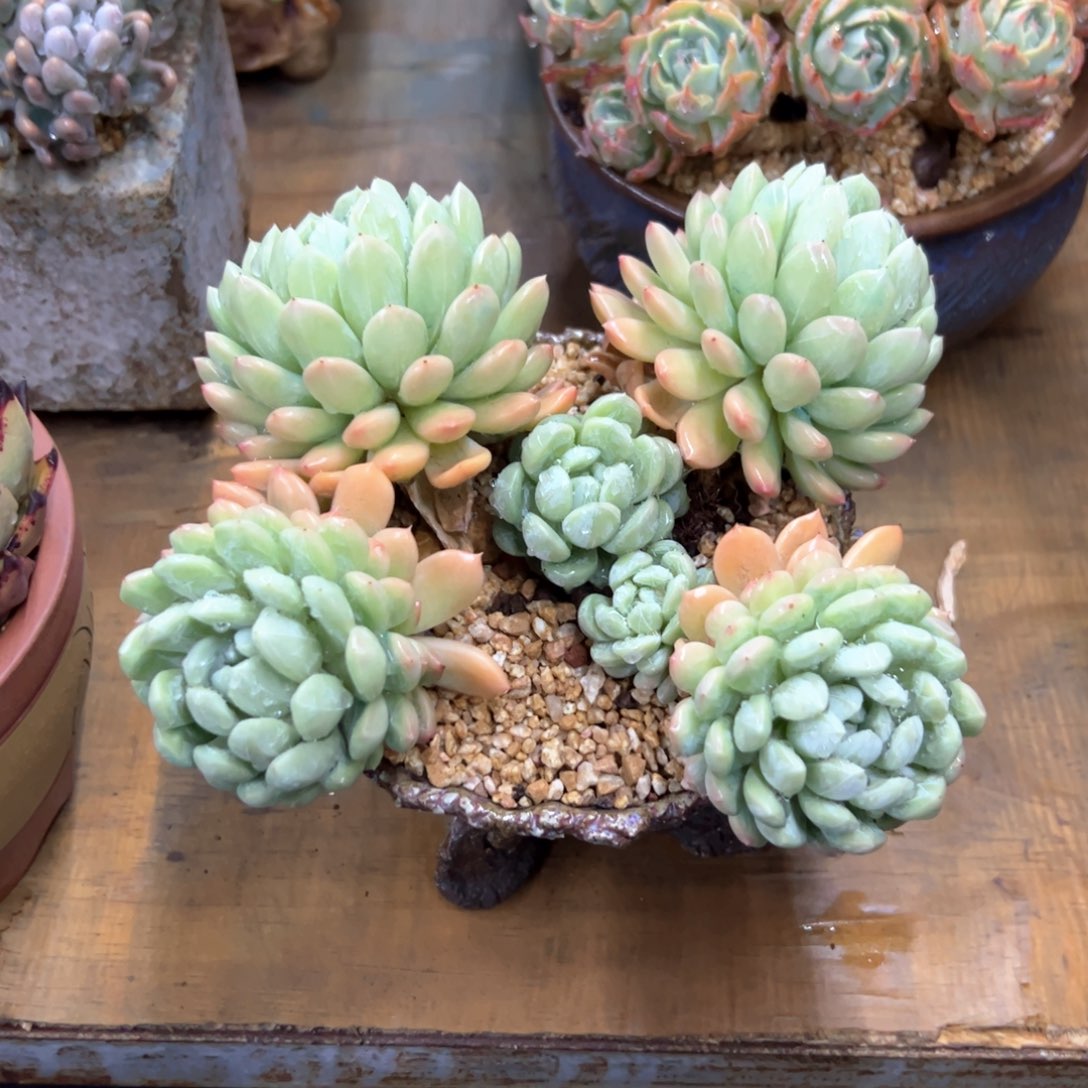 百搭翡翠有伤68 零零多肉植物