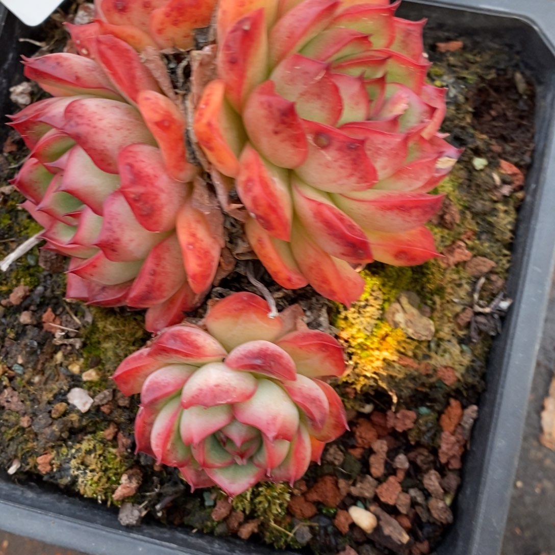 8060杂交多肉老桩