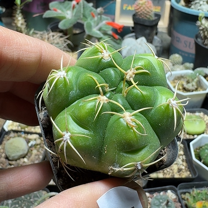 868黄体高木海王脱土发货