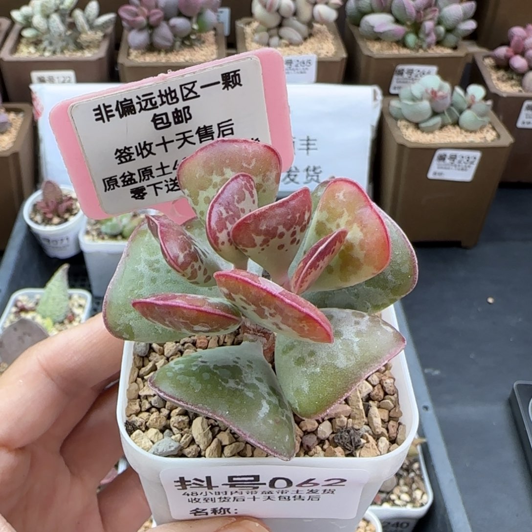 062爱心多肉植物