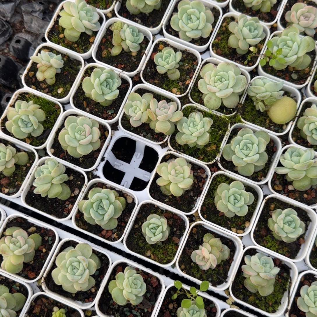 跳舞草财442 盆一个外堋满25包邮