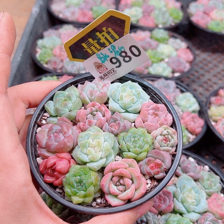 多肉植物多肉植物