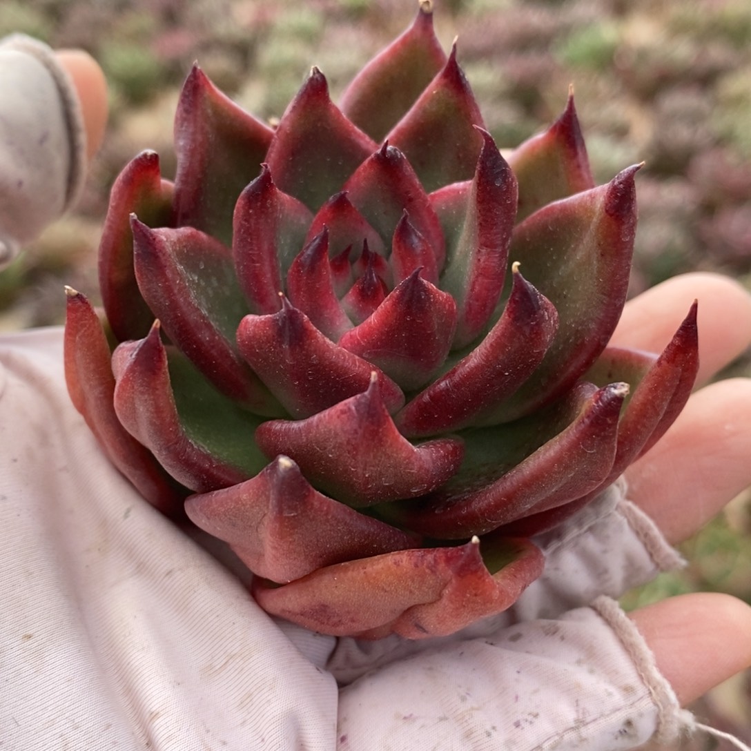 无花朵375 号东云系多肉植物