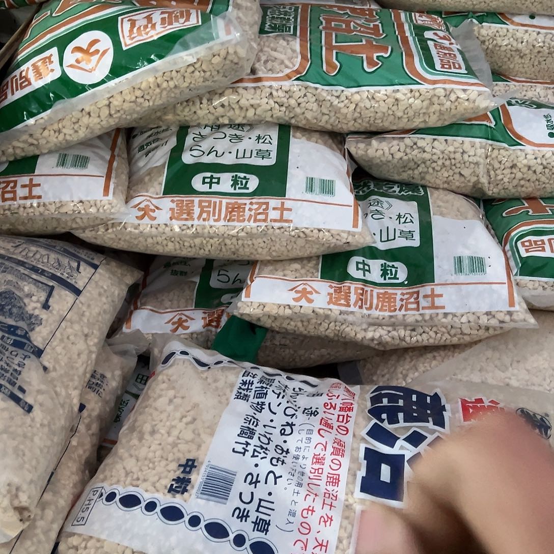 无花朵盆景皋月鹿沼土3到6