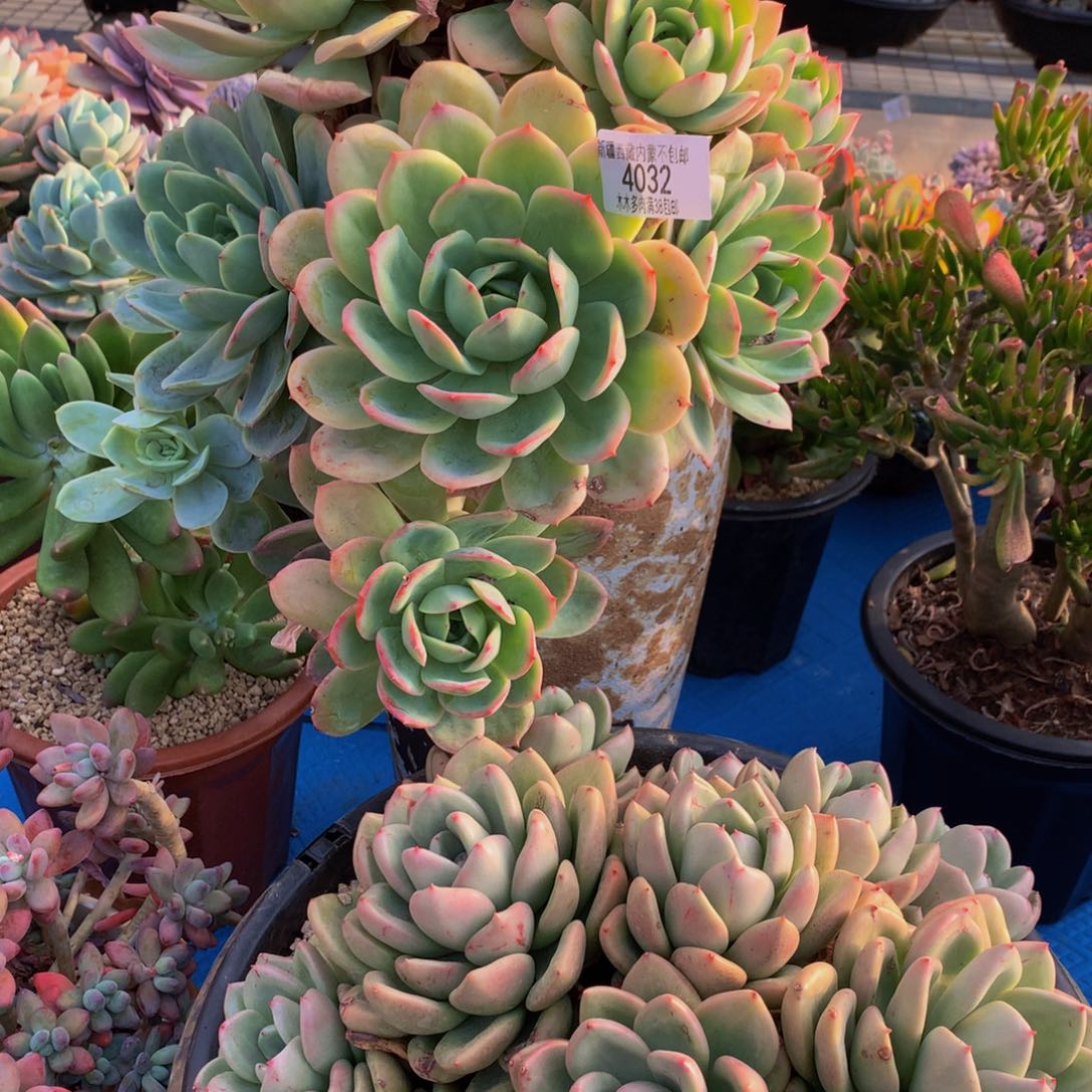 老*4032粉贝拉多肉