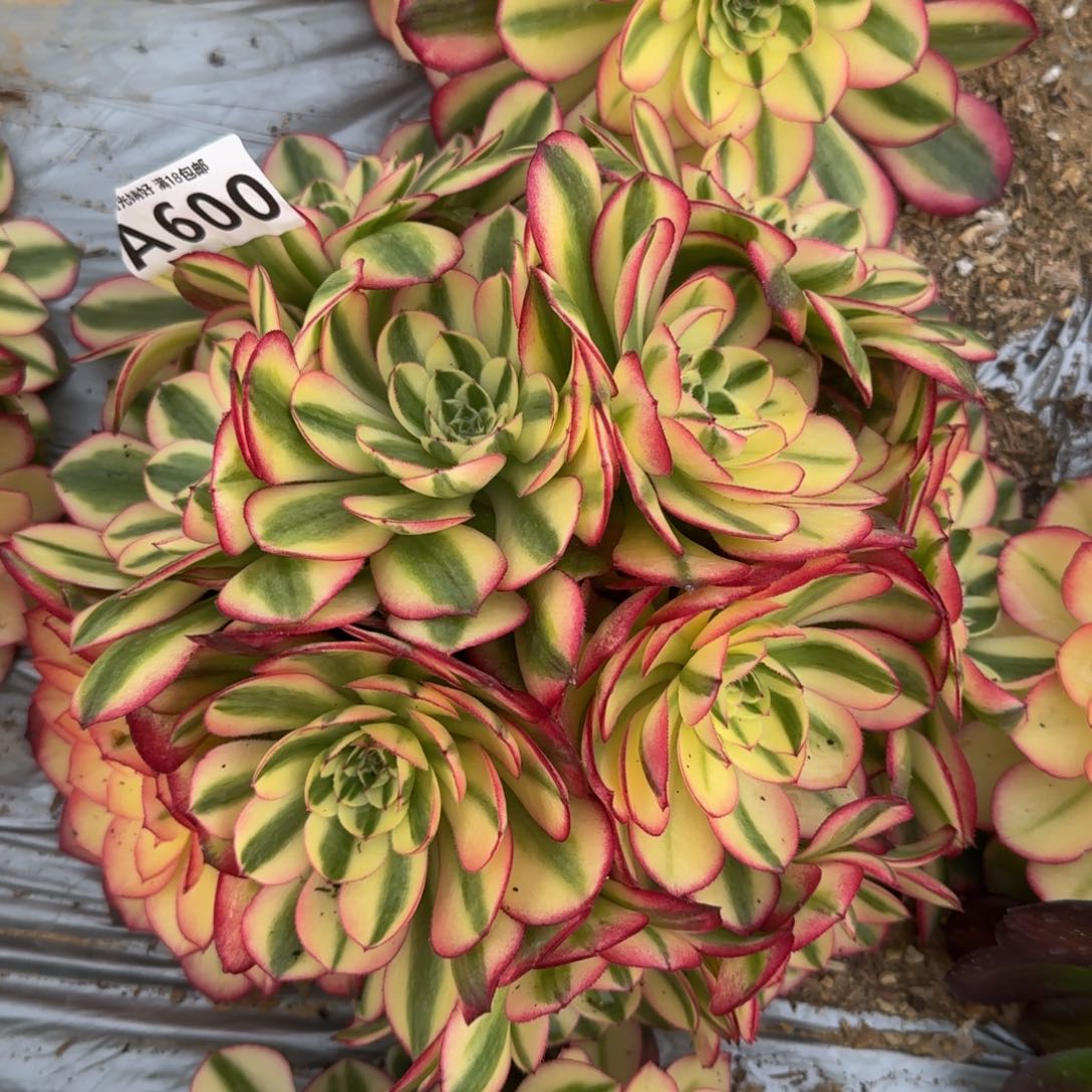 600荔枝多肉植物