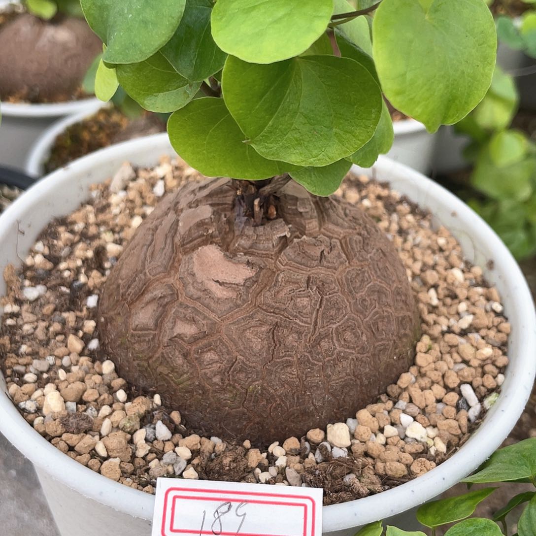 龟甲龙一物一拍189号特价