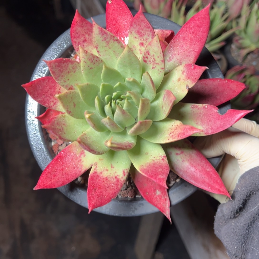 2773坎代哈哈哈哈哈哈哈哈