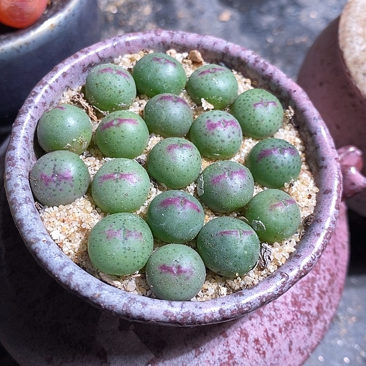 136皮卡丘一颗。    