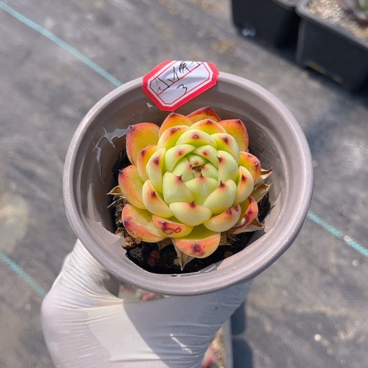 ?*?黄金石单头一颗