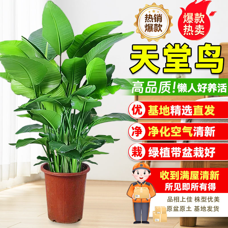 【老熊来了】160-180cm天堂鸟盆栽室内大叶绿植物净化空气去除甲醛