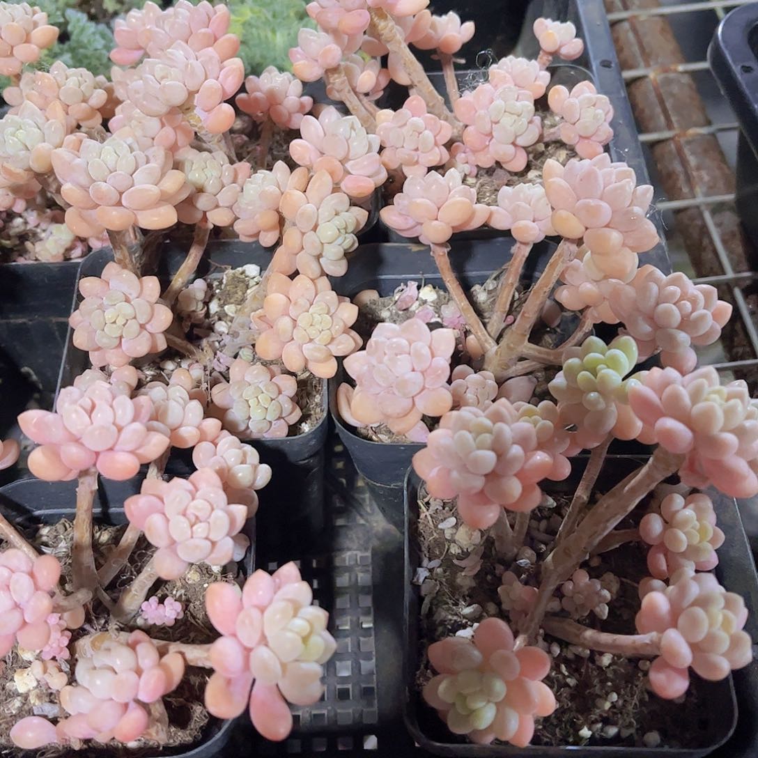 达芙妮多头多肉植物