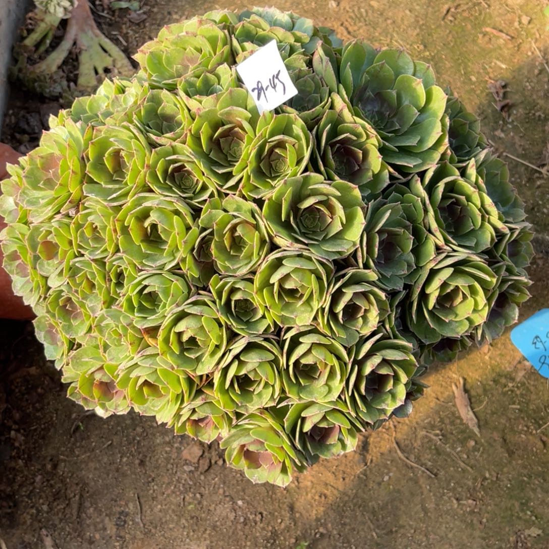 11-29-45万拉丝绣球