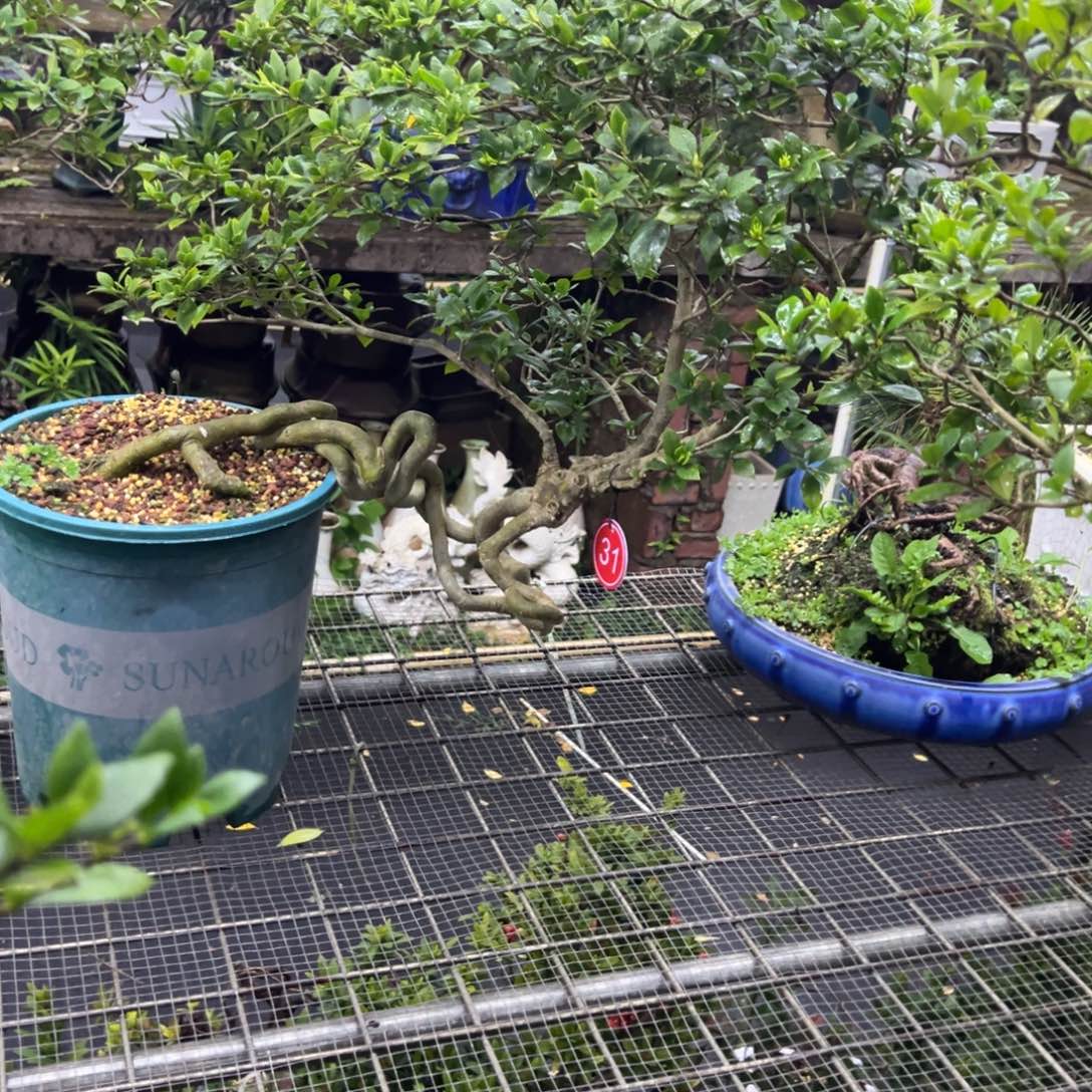 王***翔无花朵栀子花盆景老庄