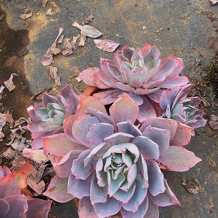 晚霞仙子多头砍过群生