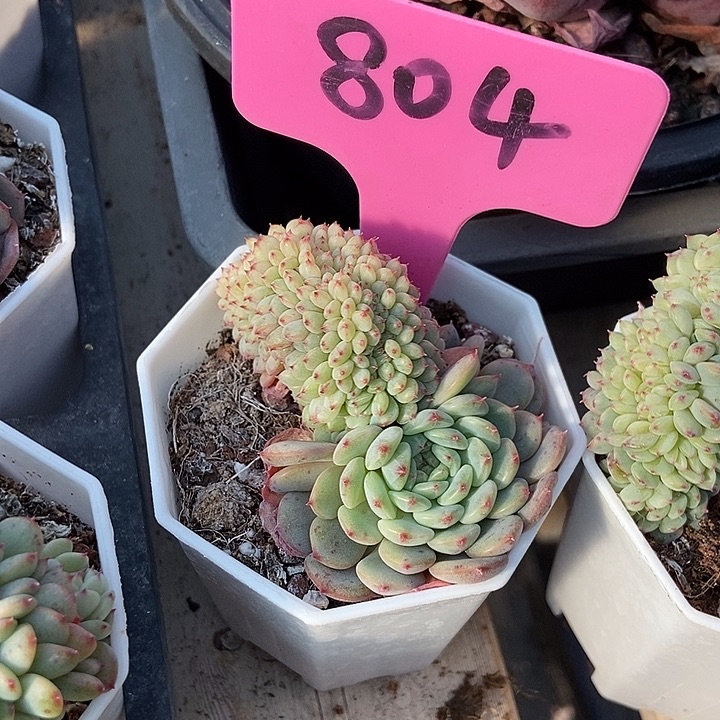 多肉植物白胖子缀804多肉