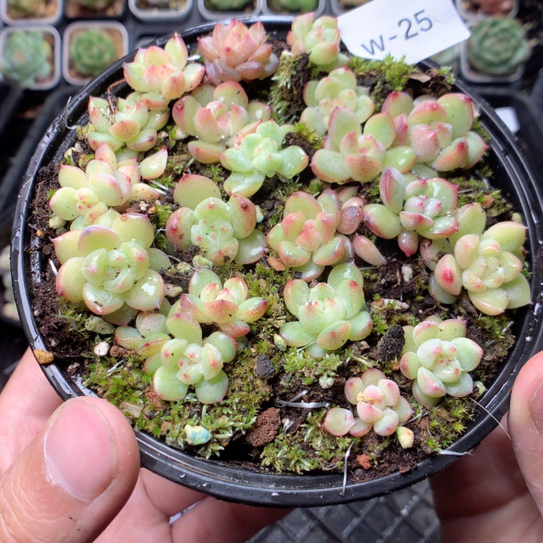 无花朵W25英语英语英语英语