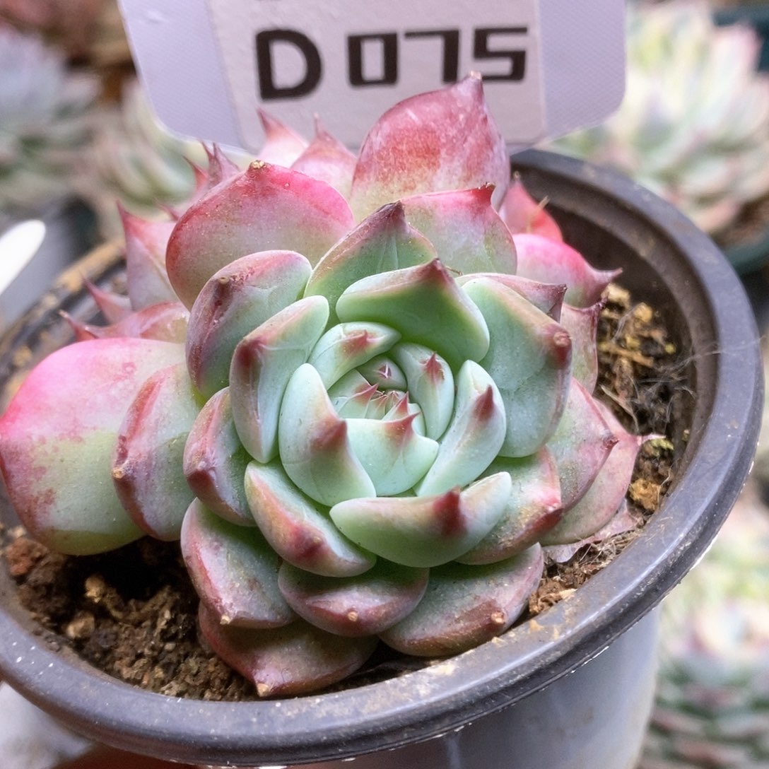 075锦锦锦锦锦锦锦