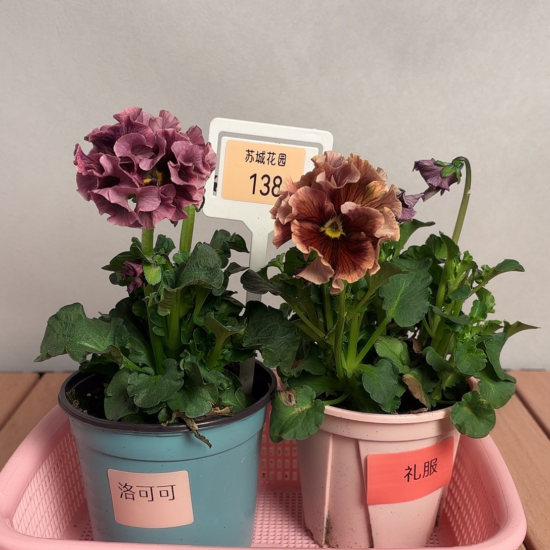 大部分开放少量花苞138