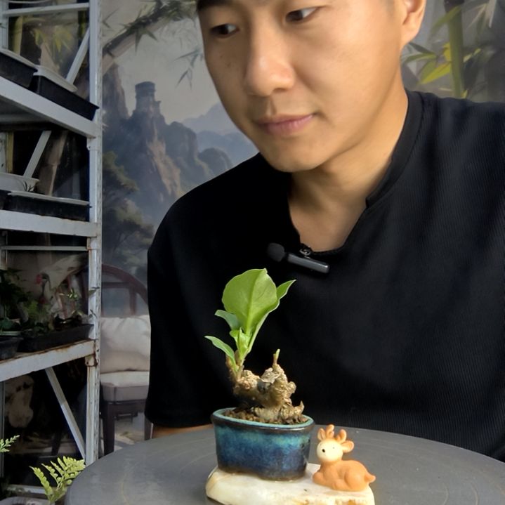Z**N中青园艺一物一拍161